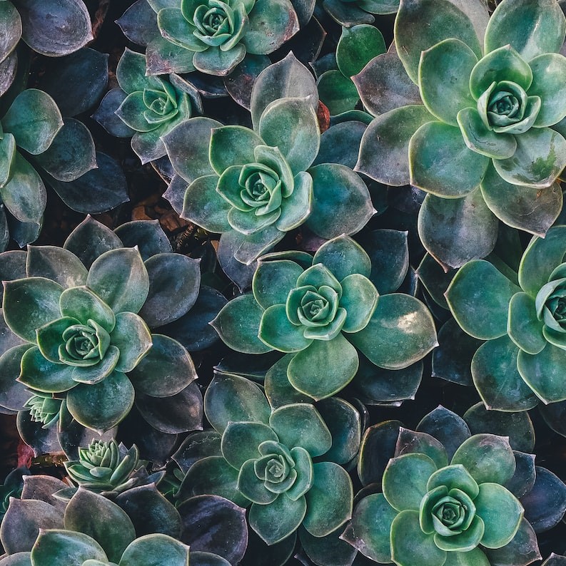 top view of green succulent plants